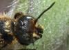Chelostoma rapunculi